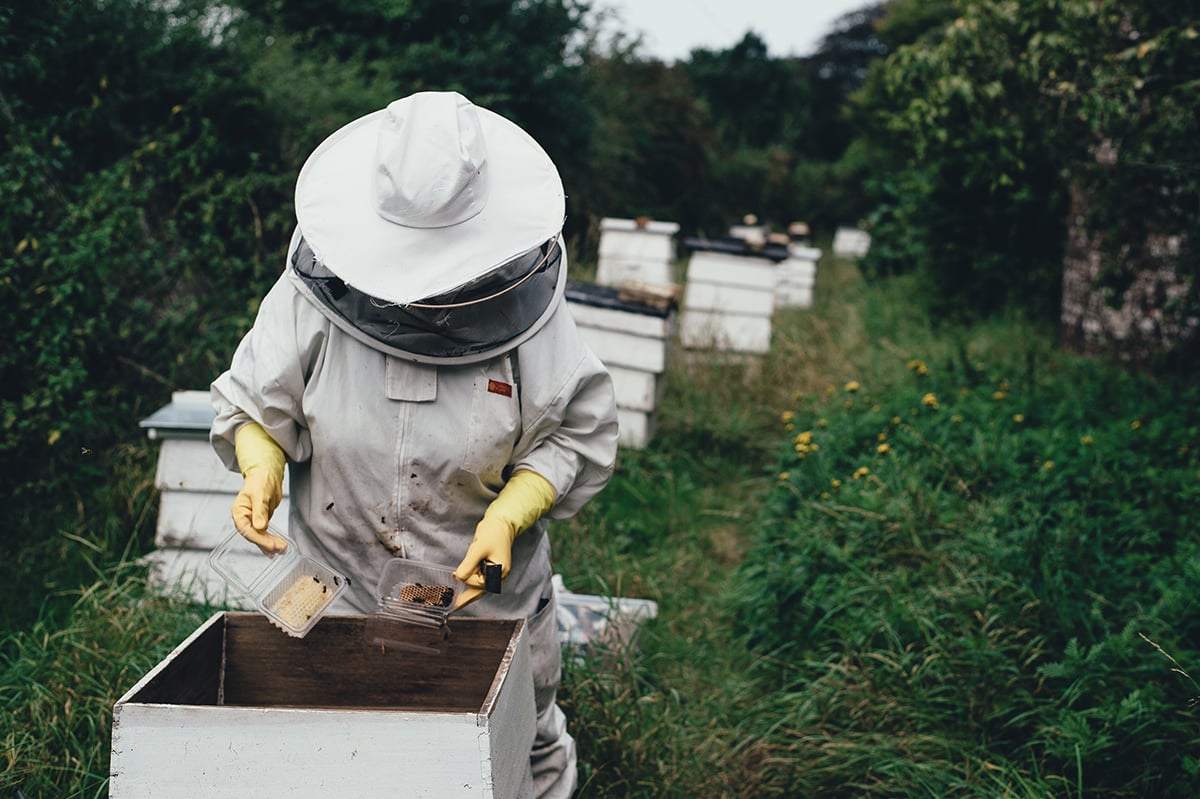 Testing bee colonies with environmental test chambers for future space travel